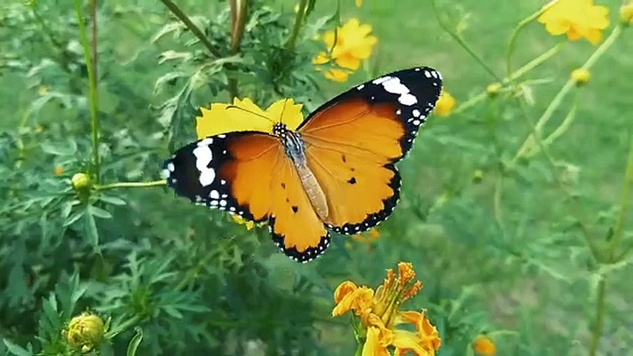 Beautiful flowers _ Landscape _ Relaxing music(360P) - video Dailymotion