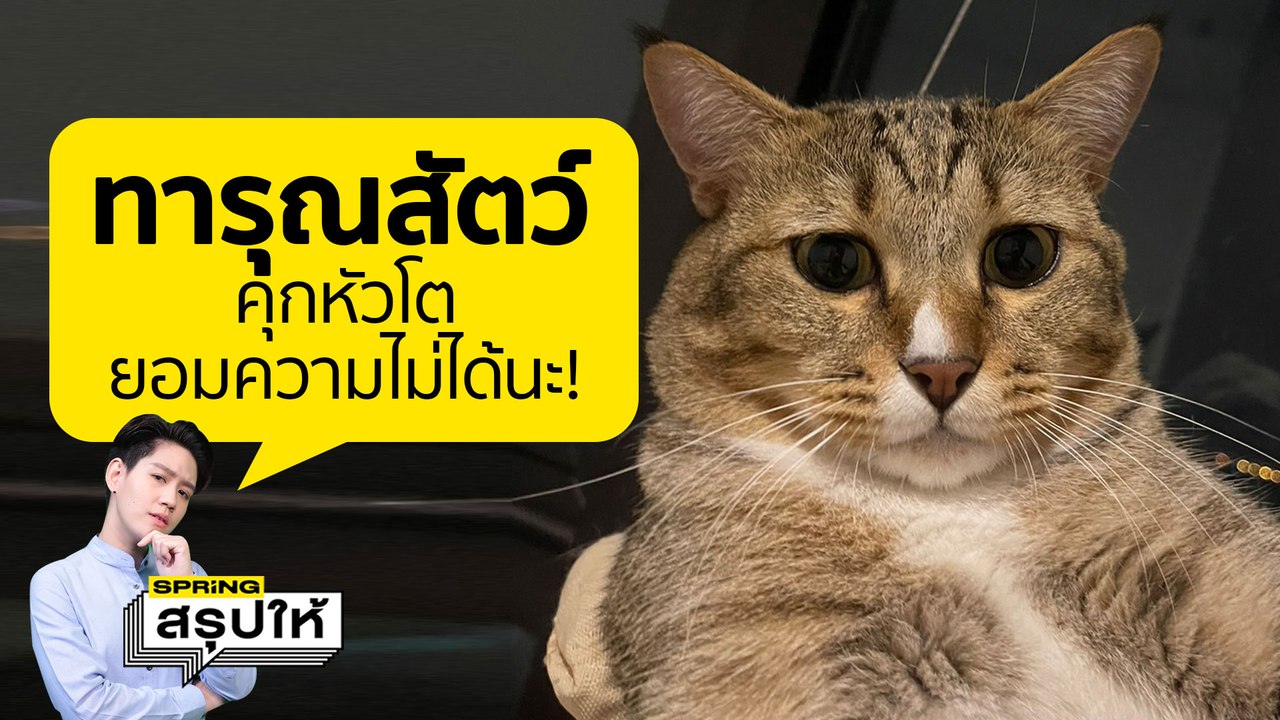 กรณี ลุงฆ่าแมว มีความผิดทางอาญา ฐานทารุณกรรมสัตว์ หรือไม่? l SPRiNGสรุปให้