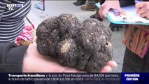 Truffes: jusqu'à 800 euros le kilo cette année