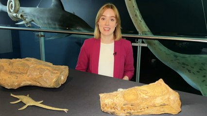 Palaeontologists find plesiosaur fossil in outback Queensland