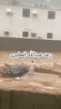 Complete Story of Strong Firm Man Who Offered Prayer even in Severe Flood of Jeddah after Heavy Rains | Strong Man Praying in Trouble