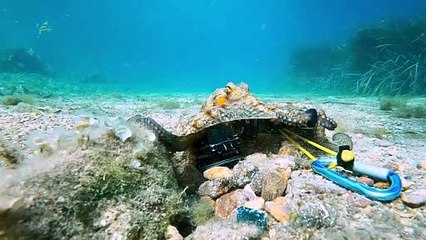 Octopus is a Camera Thief