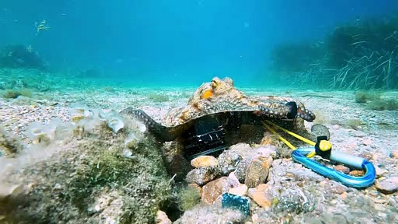 Octopus is a Camera Thief