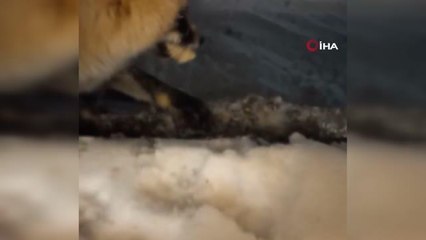 'Ayşe' ismini verdiği tilkiyi her gün eliyle besliyor