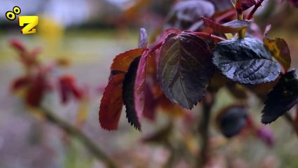 Zarok TV -Zarok TV - Zarokên Ku Dinyayê Rizgar Dikin! (Beş 5: NEVAEH-RAE) - NÛ/NEWE