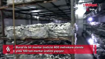 Köye üretim üssü kurdu, şehrin mantar ihtiyacını karşılıyor