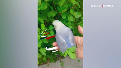 Yuva yapmak için özenle yaprak toplayan kuş, yürekleri ısıttı