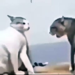 Me trying to ask Victtoria about her secret