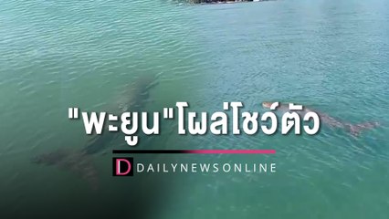หาดูยาก! "พะยูน" ตัวใหญ่ยาว 3 เมตร โผล่ว่ายน้ำริมสะพานบ้านเกาะมุกด์ | HOTSHOT เดลินิวส์ 07/12/65