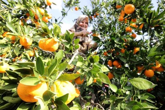 Havran Mandalinası'na 1915 Çanakkale Köprüsü ve Kazdağları tüneli piyangosu