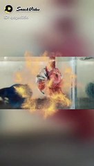 Ikan cupang nemo multi