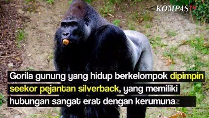 Terjawab Sudah, Inilah Alasan Mengapa Gorila Jantan Suka Memukul Dadanya Sambil Berteriak Lantang