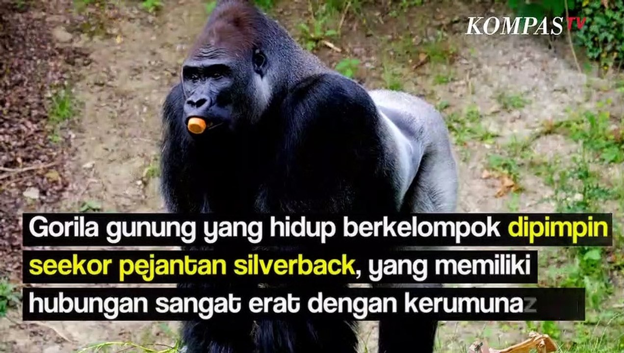 Terjawab Sudah, Inilah Alasan Mengapa Gorila Ja...