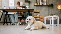 Vollzeit arbeiten und trotzdem ein Hund? Die besten Bürohunde