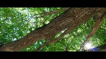 Le chêne - 8 décembre