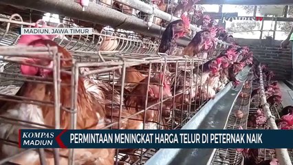 Permintaan Meningkat Harga Telur Di Peternak Naik