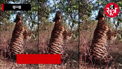 पन्ना में टाइगर की मौत बनी पहेली, क्लच वायर से पेड़ पर लटका मिला शव