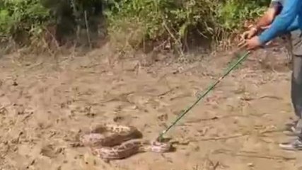 सिंगरौली: अजगर देख ग्रामीणों में फैली दहशत, वन विभाग ने किया रेस्क्यू
