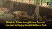 Mumbai: 2 lions brought from Gujarat, released in Sanjay Gandhi National Park