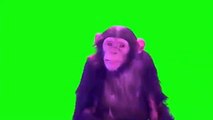 GREEN SCREEN PALING LUCU BANYAK DI CARI
