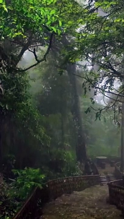 Scenic Relaxation - The Healing Power Of Nature Sounds - Forest Sounds # short #  2