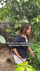 alpukat aligator paling unggul yang aku punya - Martina nursery garden