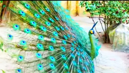 Burung merak yang sangat cantik