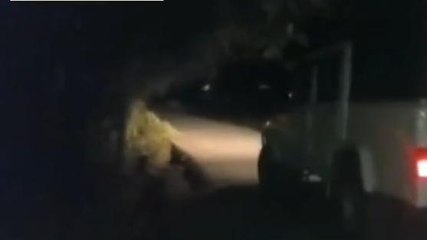 দিনভর আতঙ্ক,এলাকায় ঘুরছে &#039;অভুক্ত&#039; চিতা! ভয়ে সিঁটিয়ে গ্রামবাসীরা