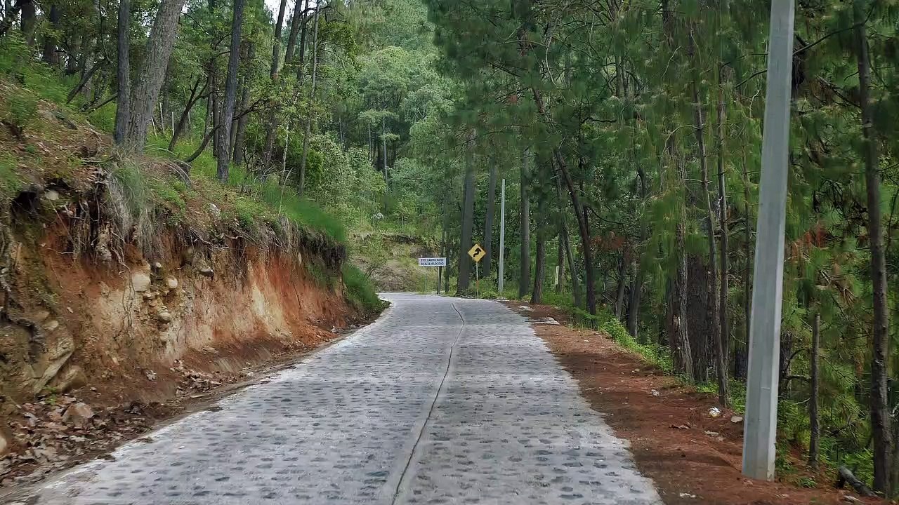 short video walking in the middle of a cool and beautiful forest