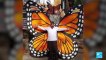 Biodiversity: Migratory monarch butterflies list as endangered species