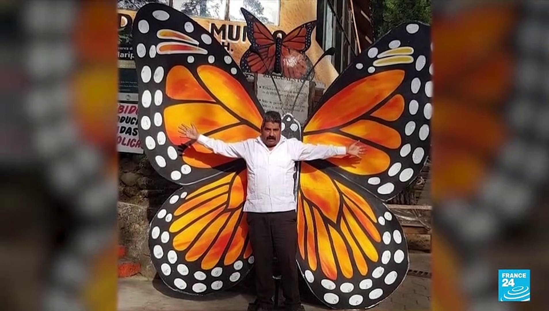 ⁣Biodiversity: Migratory monarch butterflies list as endangered species