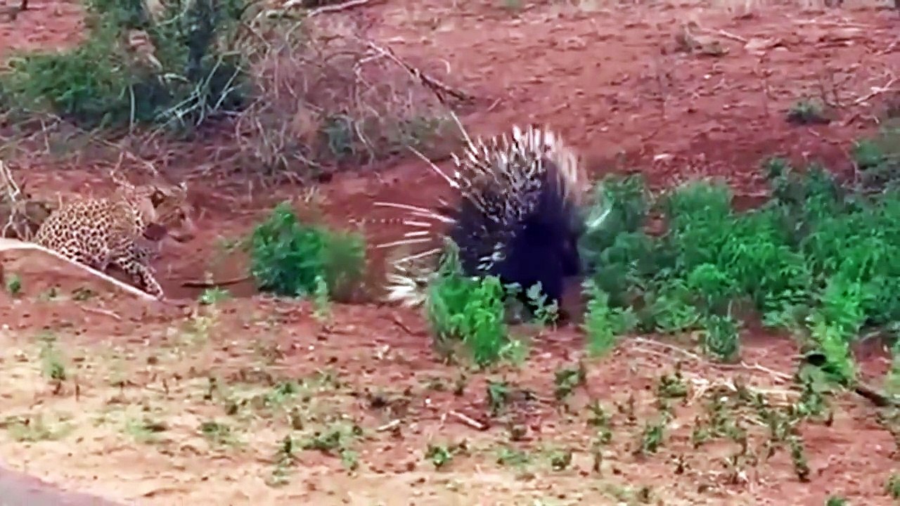 hedgehog vs predatory animals