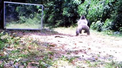 The gorilla is disturbed by its own reflection