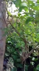 Người đàn ông khóc nghẹn, bất lực nhìn căn nhà chìm dần xuống sông