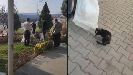 Pişman olmaları yetmedi! Bilecik'te kedilerin çuvala konulması ile ilgili 4 kişi hakkında soruşturma başlatıldı