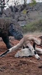 Komodo  Ejderi Ölü Kuzuyu Yutuyor