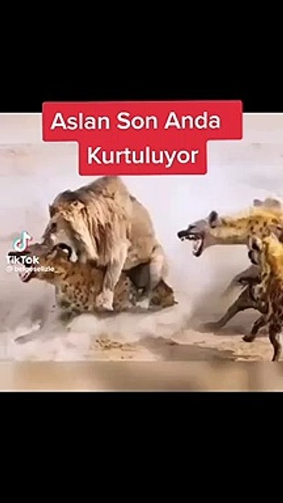 Aslan Son Anda Kurtuluyor