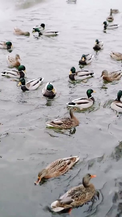 Beautiful Duck