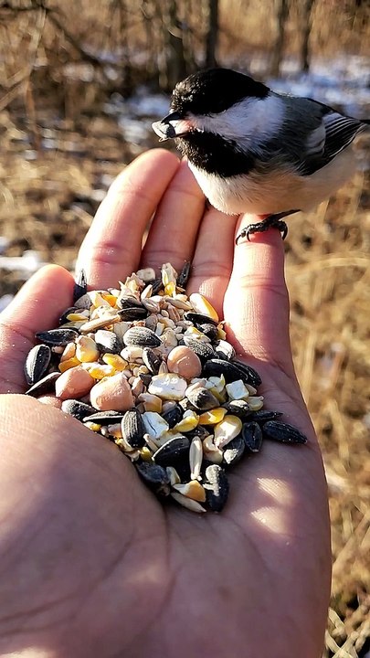 Bird Eating