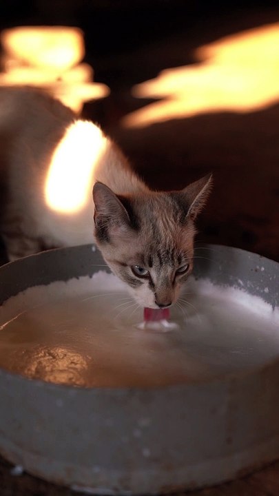 Cat eats milk