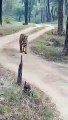 VIDEO : जंगल में चहल कदमी करते हुए पर्यटकों की तरफ बढ़ा टाइगर