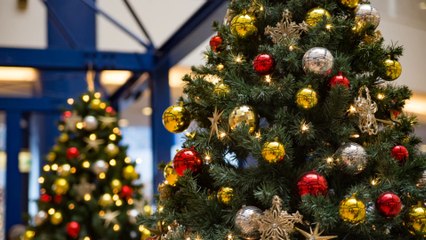 So bleibt der Weihnachtsbaum länger frisch