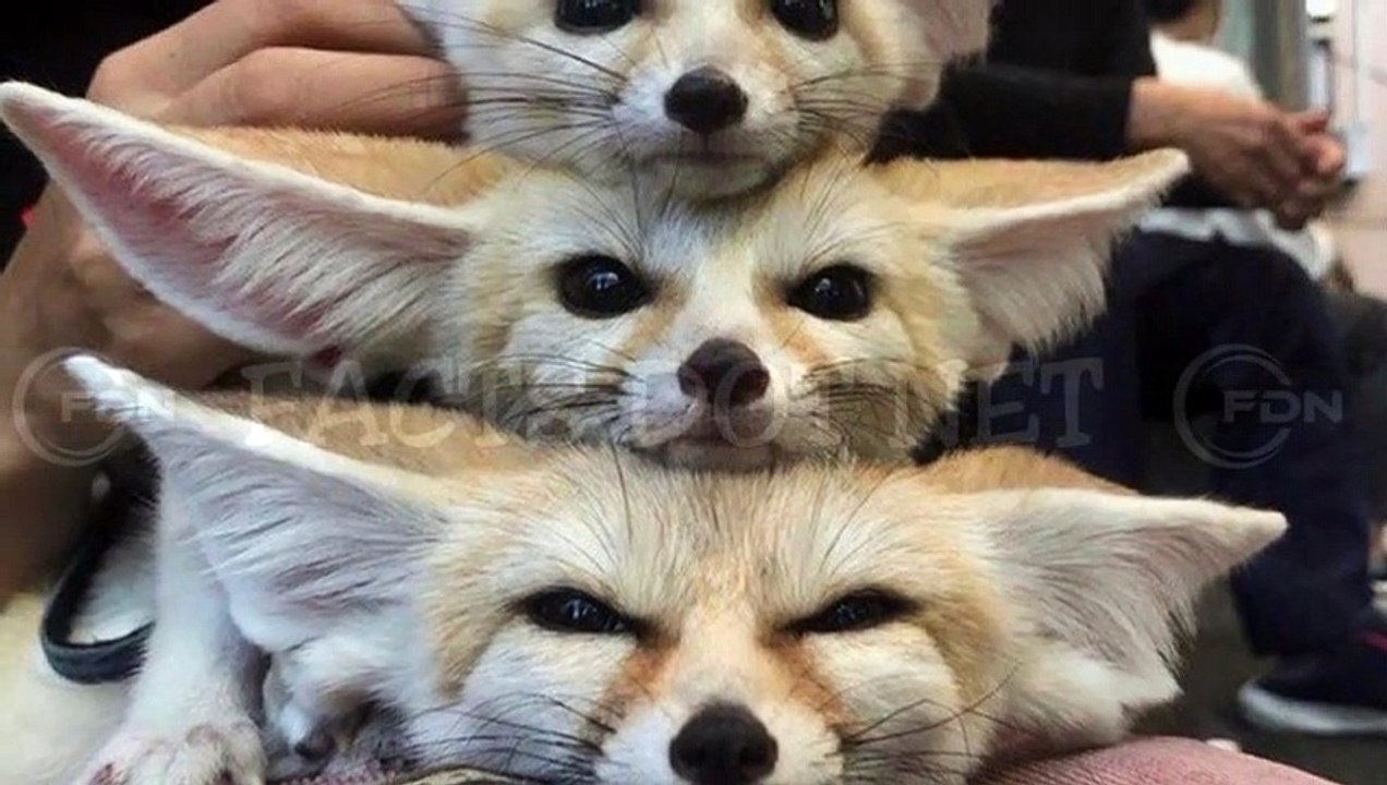 Did You Know?  The Vulpes zerda || RANDOM, AMAZING and INTERESTING FACTS AROUND THE WORLD