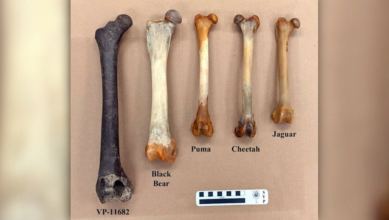 Rare ice age lion fossil found in Mississippi River