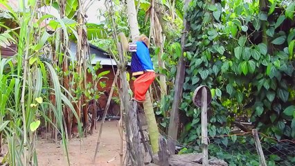 Creative Idea ! SokYaa Catching Magic Papaya At Farm & Eat Alone