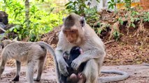 Funny Mummy...Little Newborn Monkey Shaking To Walk While Mommy Care With Funny Face