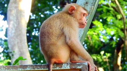 Oh wow! Long time ago I never saw Sovana show shy style like this, look funny