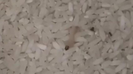 सिंगरौली: मध्यान भोजन के चावल में निकला किड़ा, प्रशासन की बड़ी लापरवाही