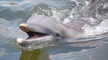 Ist Russland schuld am Tod von 50.000 Delphinen?