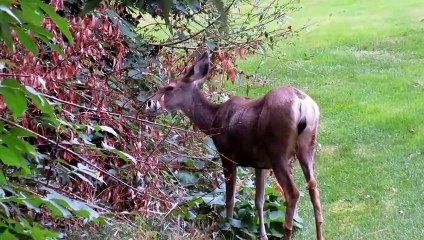 ANIMAL SOUND FOR KID TO LEARN :  swan, rat, gorilla, jellyfish, bird (Part 6)